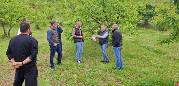 Ωφέλιμα έντομα στη μάχη κατά της σφήκας της καστανιάς